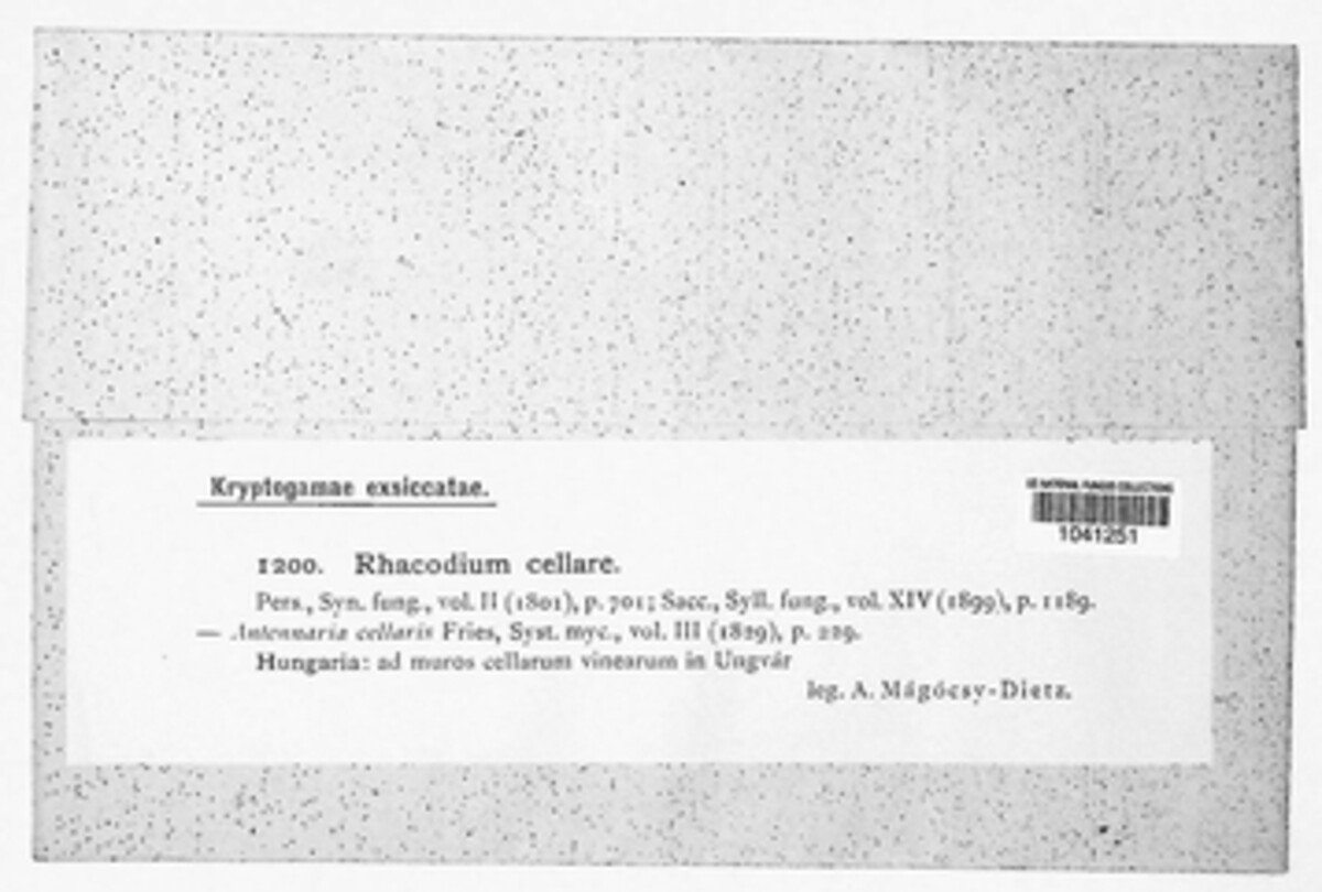 Zasmidium image